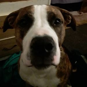 Meet your Posher, Brody